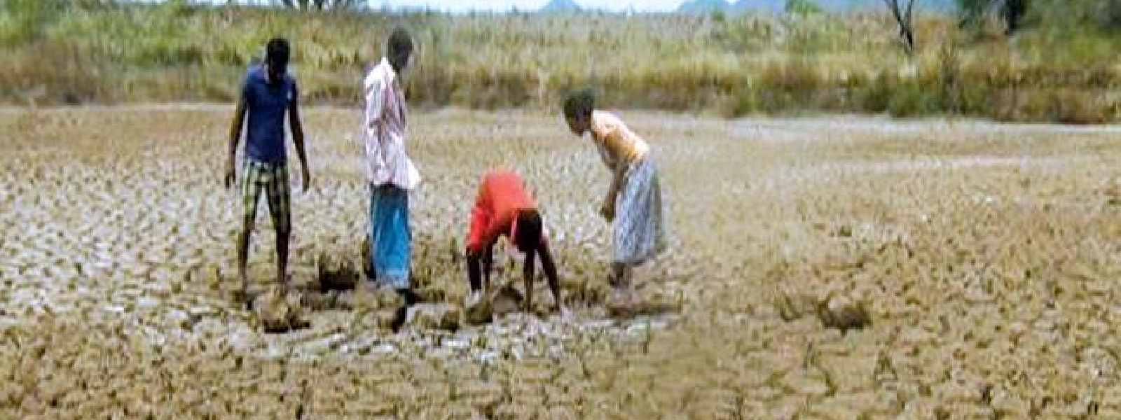 වියළි කාලගුණයෙන් පුද්ගලයින් 115,534 දෙනෙකු පීඩාවට